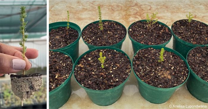 Aspalathus amoena rooted cuttings