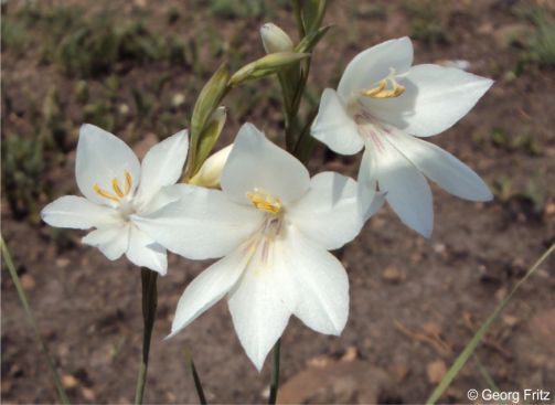 Gladiolus robertsoniae 