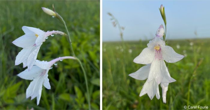 Gladiolus robertsoniae flowers showing from the side and front