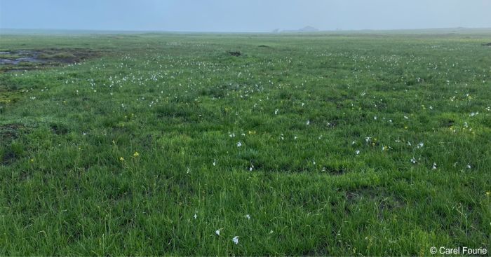 Habitat of Gladiolus robertsoniae, Gauteng 