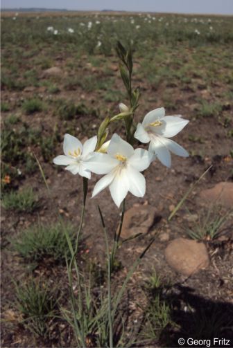 A plant in habitat, Free State