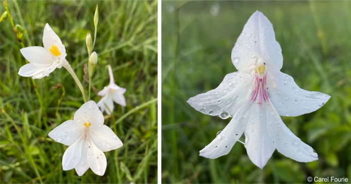 Gladiolus robertsoniae inflorescence and a flower