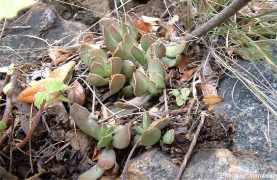 Adromischus umbraticola subsp. ramosus