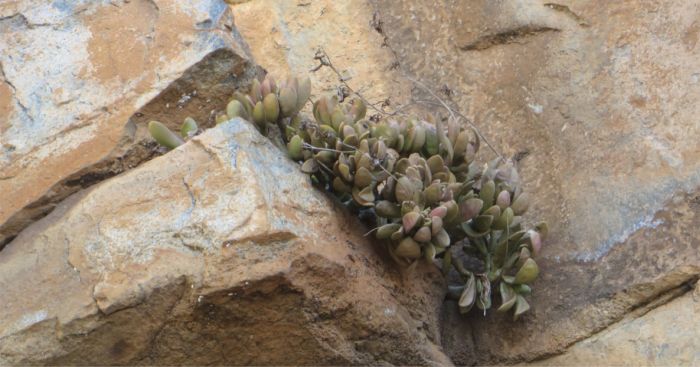 Adromischus umbraticola subsp. ramosus in fruit