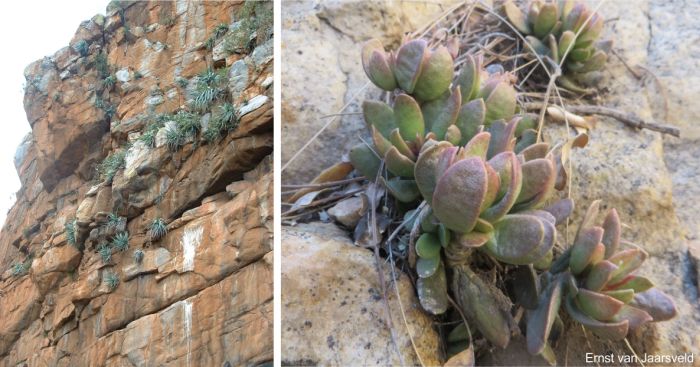 The cliffs at Chuniespoort and a close-upe of a cluster on a sandstone ledge