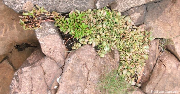 A dense cluster of Adromischus umbraticola subsp. ramosus growing on a sandstone ledge with Crassula setulosa, Drimia intricata