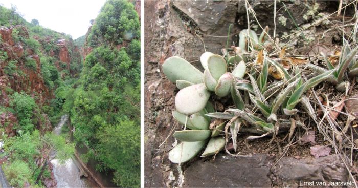 Wyliespoort, Soutpansberg, Limpopo Province