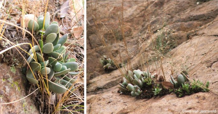 Adromischus umbraticola subsp. ramosus growing on a sandstone ledge among grass at Chuniespoort