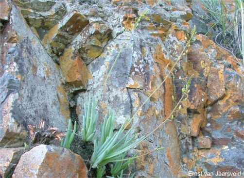 Bulbine retinens in flower 