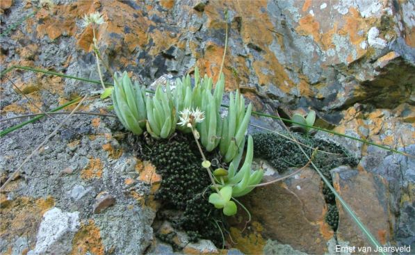Sharing its habitat with moss and Crassula pellucida subsp. marginalis 