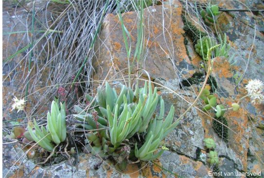 Bulbine retinens, a rare endemic 