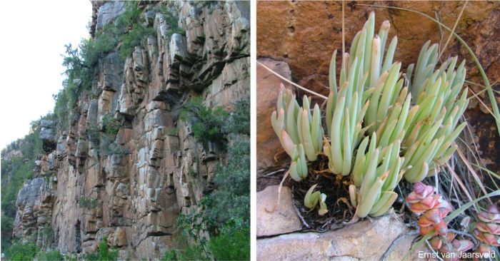 The Kouga cliffs northern aspect