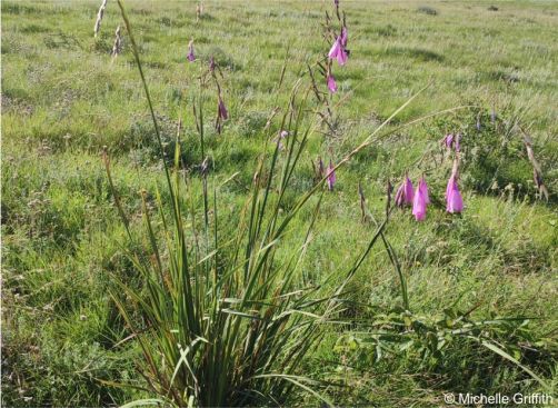 Dierama pulcherrimum in habitat Dierama pulcherrimum in habitat