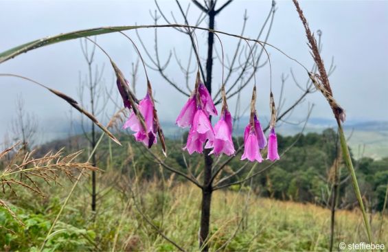 Inflorescence on arching stem Inflorescence on arching stem