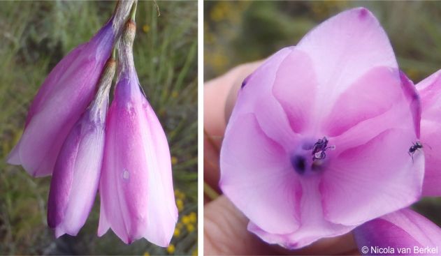 Dierama pulcherrimum flowers close up Dierama pulcherrimum flowers close up