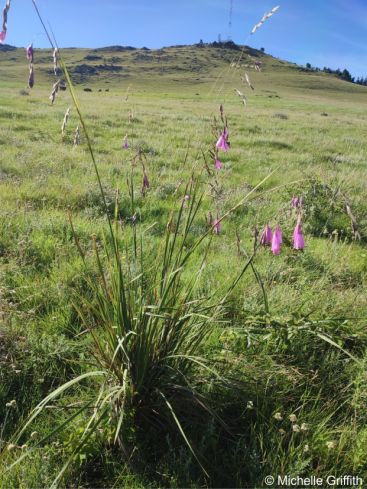 Dierama pulcherrimum in its natural grassland habitat Dierama pulcherrimum in its natural grassland habitat