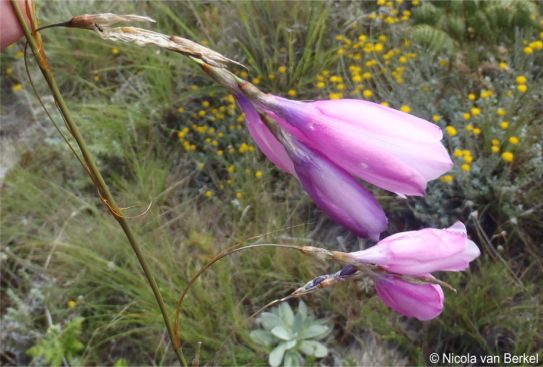 Pendulous bell-shaped flowers on delicate hair-like stalks Pendulous bell-shaped flowers on delicate hair-like stalks