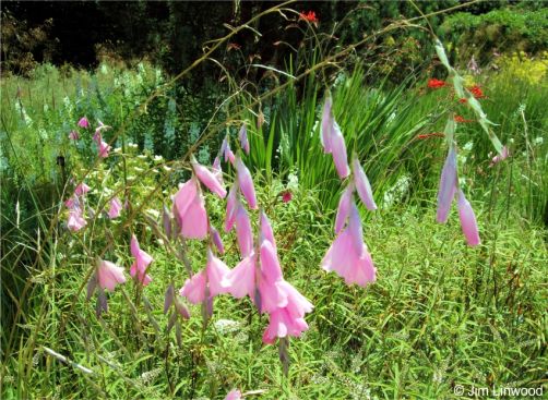 Dierama pulcherrimum in cultivation Dierama pulcherrimum in cultivation