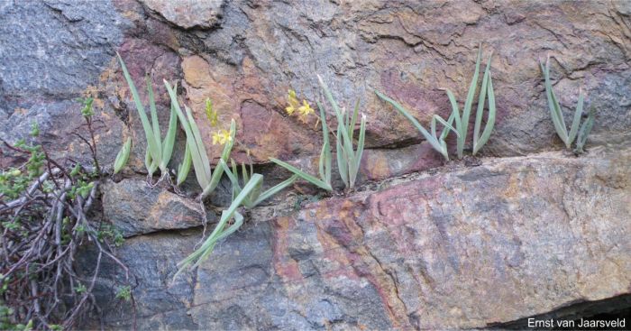 Bulbine spongiosa in flower Bulbine spongiosa in flower