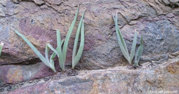 Bulbine spongiosa in a shallow crevice Bulbine spongiosa in a shallow crevice