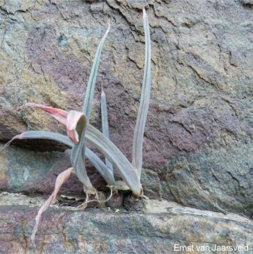 A struggling plant drying out A struggling plant drying out