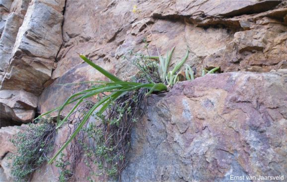 Bulbine spongiosa sharing habitat with Albuca thermarum Bulbine spongiosa sharing habitat with Albuca thermarum