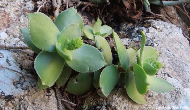 Crassula lactea after rain with white dots prominent Crassula lactea after rain with white dots prominent