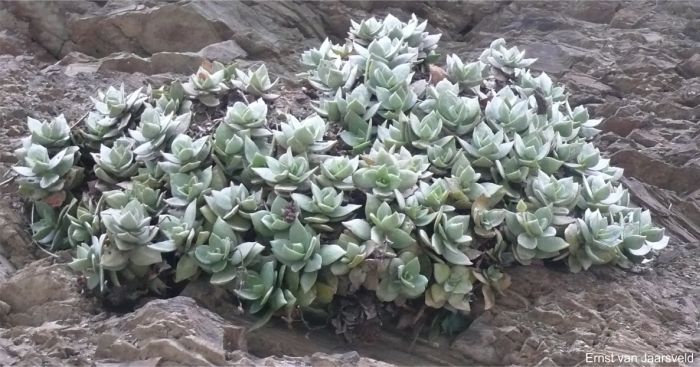 Crassula lactea mat-forming Crassula lactea mat-forming