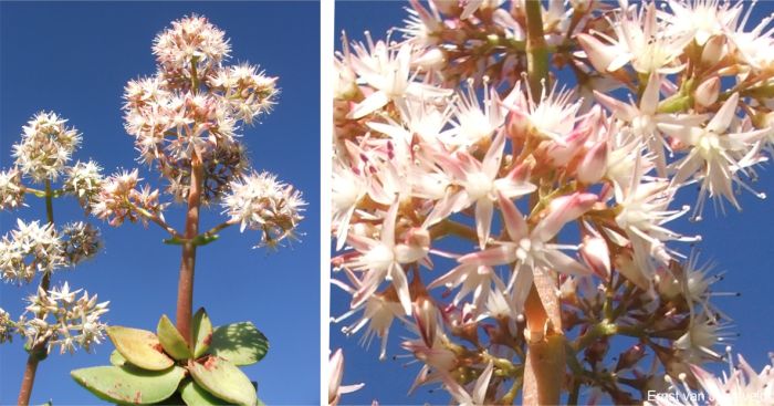 Crassula lactea flowers Crassula lactea flowers