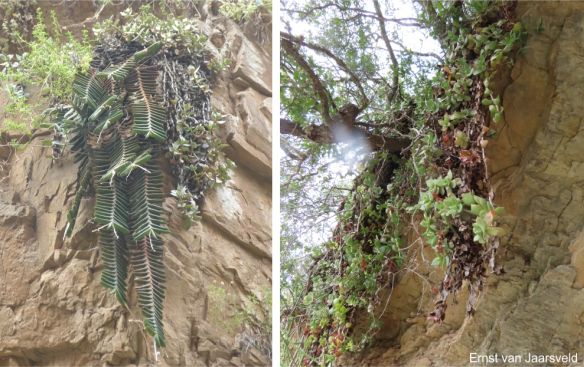 Crassula lactea hanging from cliffs Crassula lactea hanging from cliffs