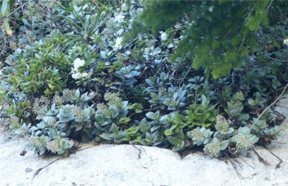Crassula lactea in habitat on shale cliffs Crassula lactea in habitat on shale cliffs