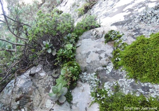 Crassula lactea in habitat along Kei River Crassula lactea in habitat along Kei River