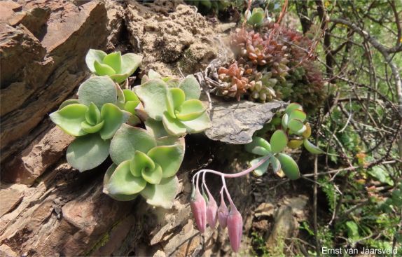Crassula lactea in habitat on Gouritz River Crassula lactea in habitat on Gouritz River