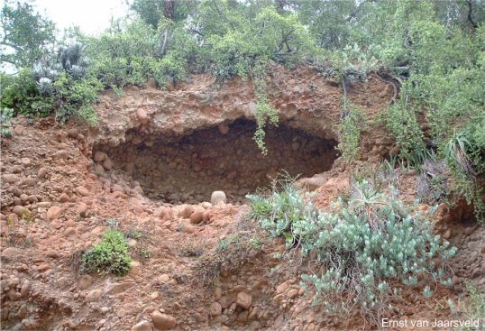 Crassula lactea in habitat at Enon Crassula lactea in habitat at Enon