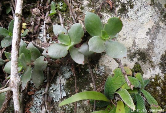 Crassula lactea in habitat at Keiskamma River Crassula lactea in habitat at Keiskamma River