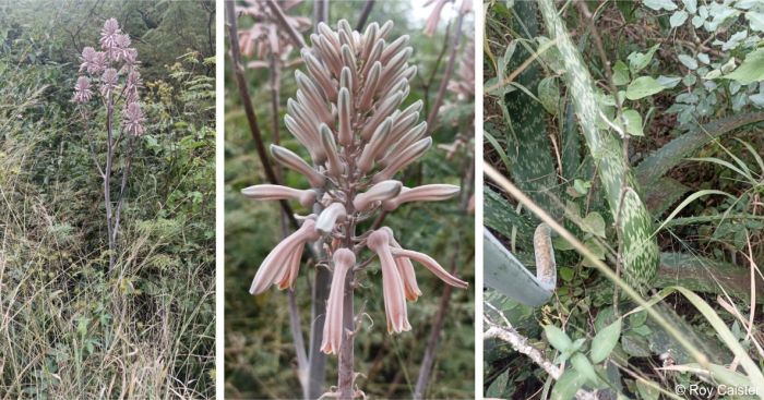 Aloe pruinosa plant in flower in habitat Aloe pruinosa plant in flower in habitat