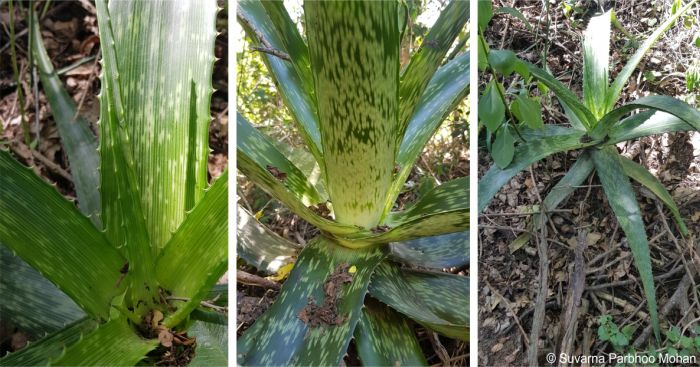 Aloe pruinosa leaves Aloe pruinosa leaves