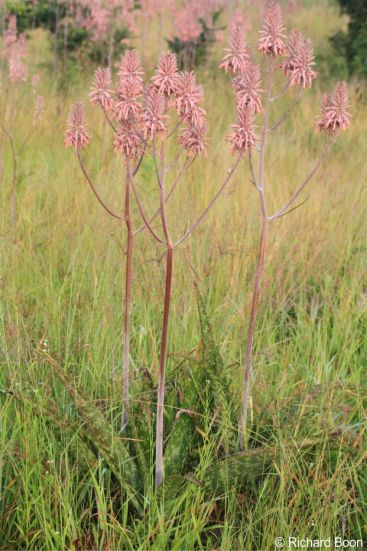 Aloe pruinosa plant in flower Aloe pruinosa plant in flower