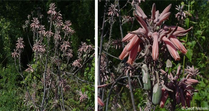 Aloe pruinosa inflorescence and flowers Aloe pruinosa inflorescence and flowers