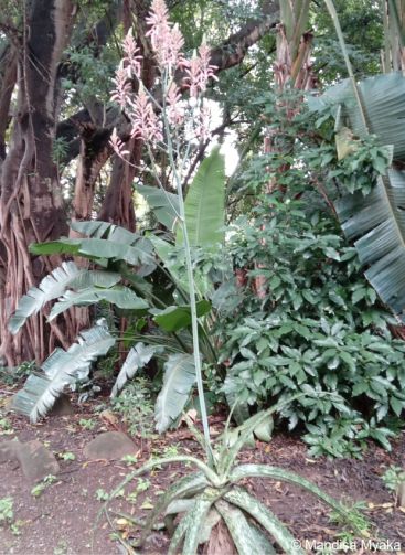 Aloe pruinosa plant in flower in cultivation Aloe pruinosa plant in flower in cultivation