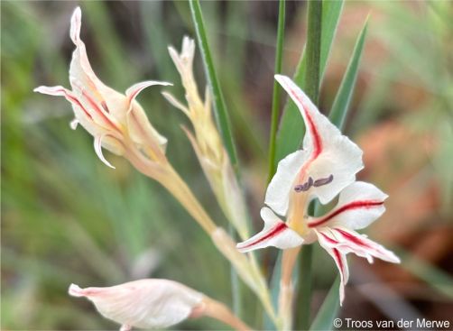 Gladiolus sekukuniensis