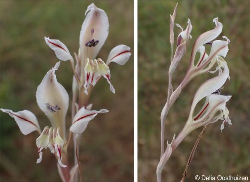 Flowers of Gladiolus sekukuniensis front and side view