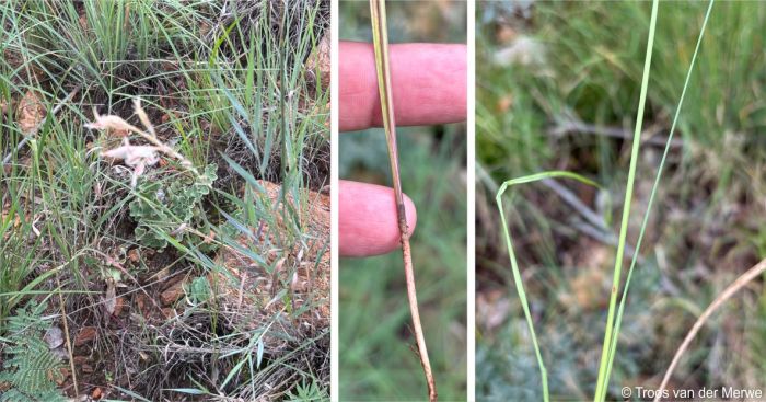 Gladiolus sekukuniensis in habitat among grass and grass-like leaves