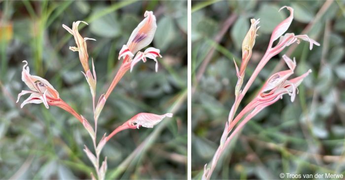Inflorescence of Gladiolus sekukuniensis front and side view