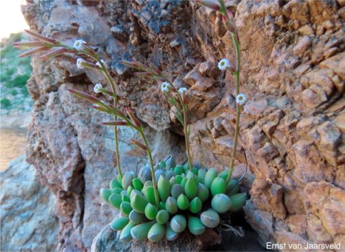 Adromischus cristatus var. schonlandii in flower in habitat Adromischus cristatus var. schonlandii in flower in habitat