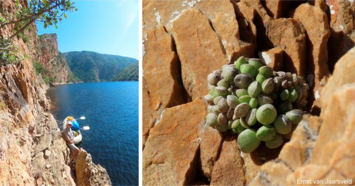 Kouga Dam, habitat of Adromischus cristatus var. schonlandii, and a plant on the cliff Kouga Dam, habitat of Adromischus cristatus var. schonlandii, and a plant on the cliff