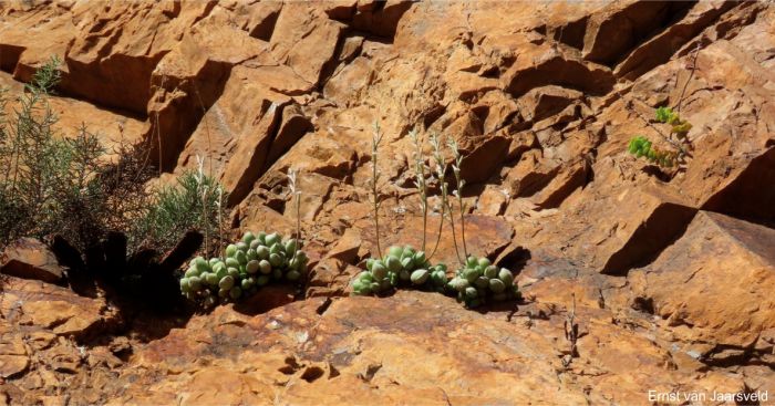 Plants in flower on the north-facing cliff, Kouga Dam Plants in flower on the north-facing cliff, Kouga Dam