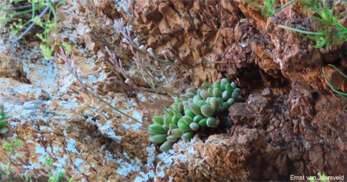 Growing among lichens and wortelgras Growing among lichens and wortelgras