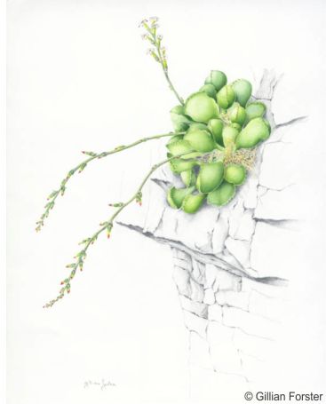 Illustration of Adromischus cristatus var. schonlandii by Gillian Forster Illustration of Adromischus cristatus var. schonlandii by Gillian Forster