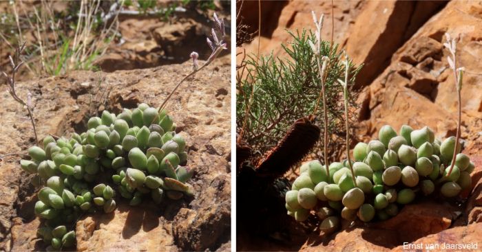 Adromischus cristatus var. schonlandii plants in habitat Adromischus cristatus var. schonlandii plants in habitat
